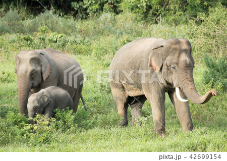 Asian elephants is eating solid in Thailand forest Asian elephants is eating solid in Thailand forest 42699154