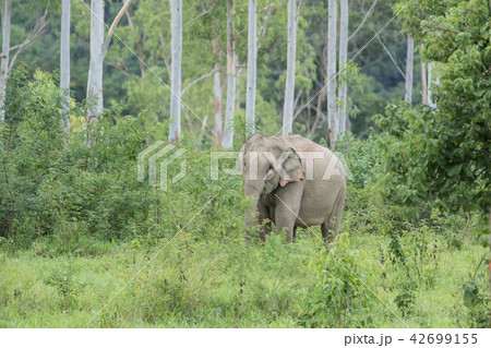 Asian elephants is eating solid in Thailand forest 42699155
