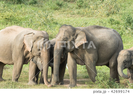 Asian elephants is eating solid in Thailand forest Asian elephants is eating solid in Thailand forest 42699174