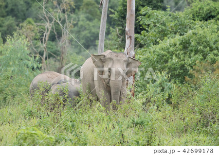 Asian elephants is eating solid in Thailand forest 42699178