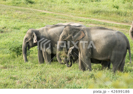 Asian elephants is eating solid in Thailand forest Asian elephants is eating solid in Thailand forest 42699186