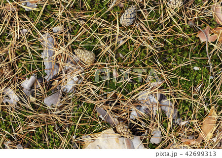 needles in the forest 42699313