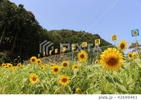 ひまわり柚遊農園 42699461