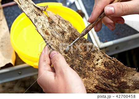 Archeology: clearing part of a scroll of an ancient birch bark Archeology: clearing part of a scroll of an ancient birch bark 42700458