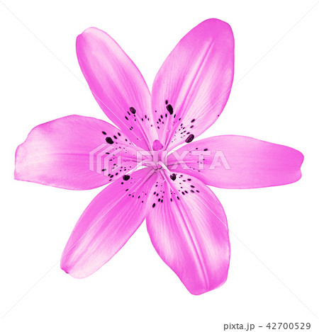 flower lilac lily isolated on white background flower lilac lily isolated on white background 42700529