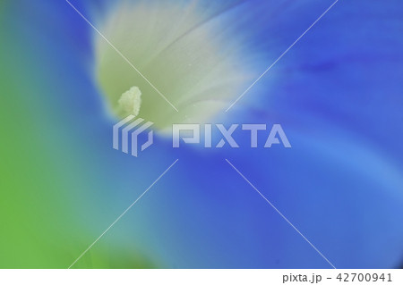 朝顔の花 42700941