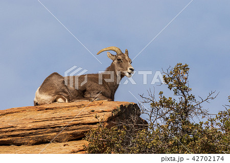 Desert Bighorn Sheep Ewe 42702174