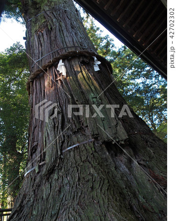 茨城県久慈郡の近津神社 鉾スギ 42702302