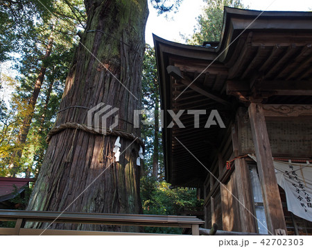 茨城県久慈郡の近津神社 本殿と鉾スギ 茨城県久慈郡の近津神社 本殿と鉾スギ 42702303