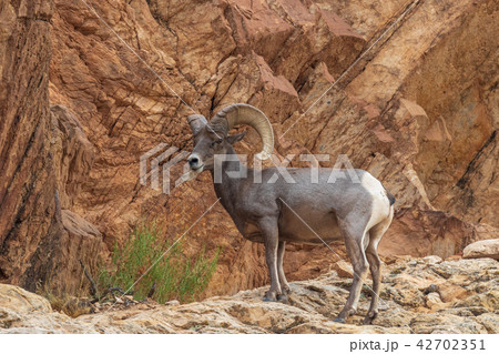 Desert Bighorn Sheep Ram Desert Bighorn Sheep Ram 42702351