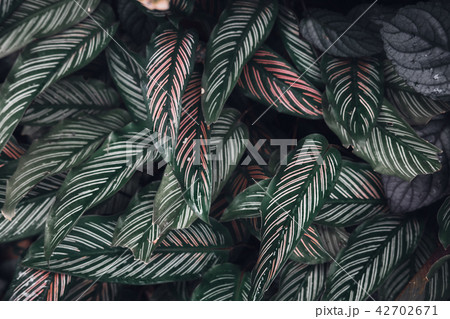 Dark faded green leaves pattern background 42702671