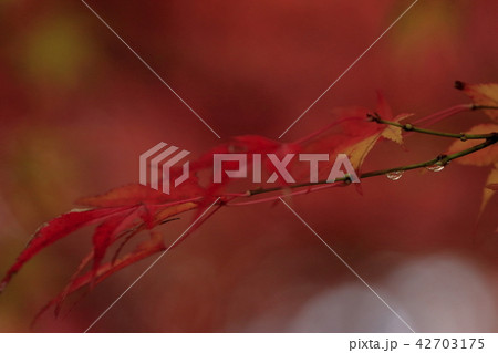 八千代湖の紅葉　土師ダム　 42703175