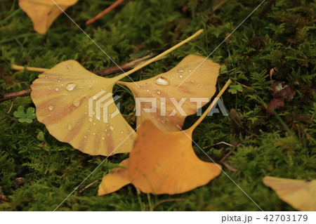 八千代湖の紅葉　土師ダム 42703179