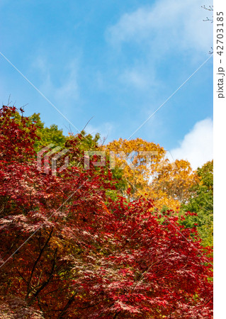 八千代湖の紅葉 土師ダム 八千代湖の紅葉 土師ダム 42703185