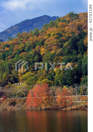 八千代湖の紅葉　土師ダム 42703189