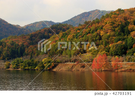 八千代湖の紅葉　土師ダム 42703191
