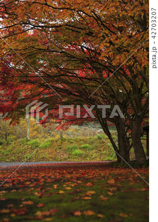 八千代湖の紅葉 土師ダム 八千代湖の紅葉 土師ダム 42703207