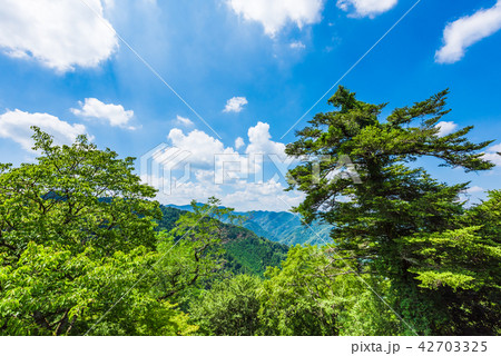 高尾山の大自然 高尾山の大自然 42703325