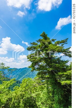 高尾山の大自然 高尾山の大自然 42703326