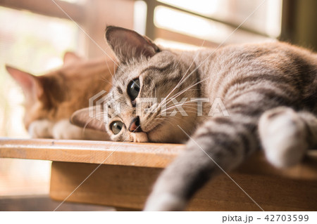 Cats are looking to make faces. 42703599