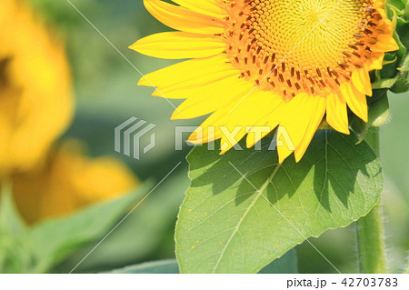 大写しのヒマワリの花 太陽に向かって微笑むの写真素材