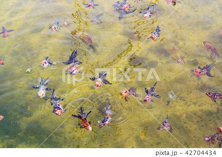 アズマニシキ 金魚 アズマニシキ 金魚 42704434