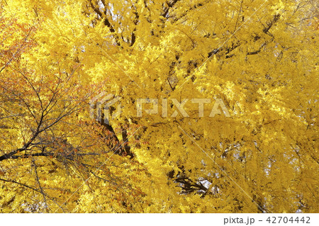 イチョウ イチョウ 42704442