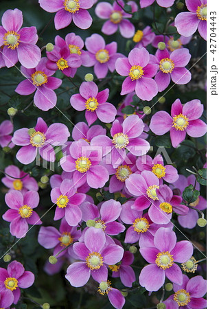 シュウメイギク 42704443