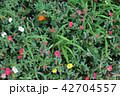 草花 42704557
