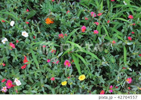 草花 草花 42704557
