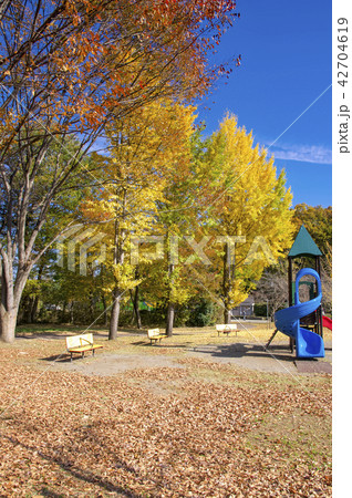 公園の紅葉したイチョウ 42704619