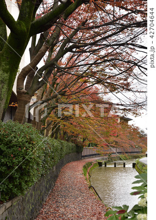 白川　桜並木の紅葉 42704644