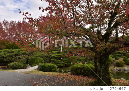 京都市美術館 庭園の紅葉 京都市美術館 庭園の紅葉 42704647