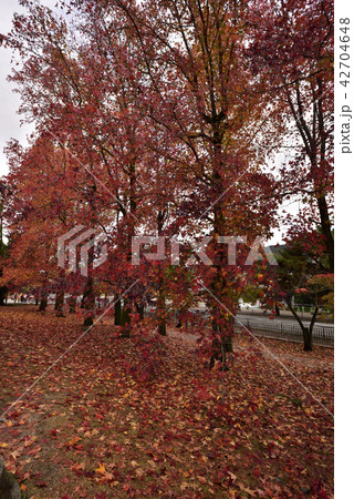 京都市美術館 庭園の紅葉 京都市美術館 庭園の紅葉 42704648