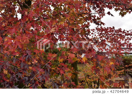 京都市美術館　庭園の紅葉 42704649