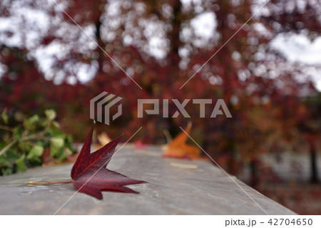 京都市美術館　庭園の紅葉 42704650