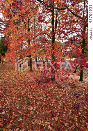京都市美術館 庭園の紅葉 京都市美術館 庭園の紅葉 42704651