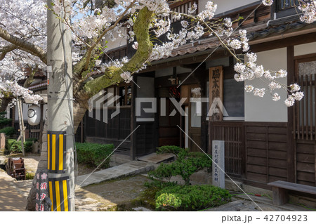 がいせん桜 がいせん桜 42704923