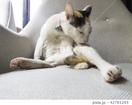 Three color Cat wash her body on the Gray chair 42705205