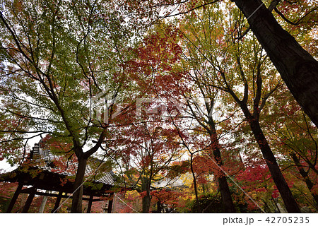 真如堂　紅葉 42705235