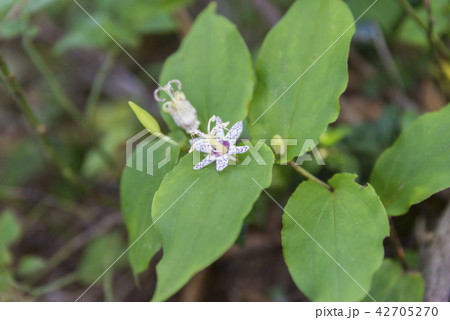 ヤマジノホトトギス（大山/鳥取） 42705270