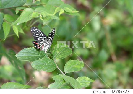 アゲハチョウ アゲハチョウ 42705323