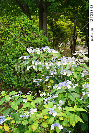 爽やかなアマチャ 42705348