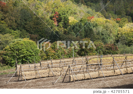 はさがけ　豊浦町 42705571