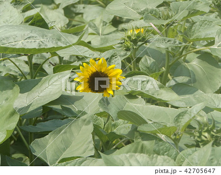 夏の花といえば黄色いヒマワリ 夏の花といえば黄色いヒマワリ 42705647