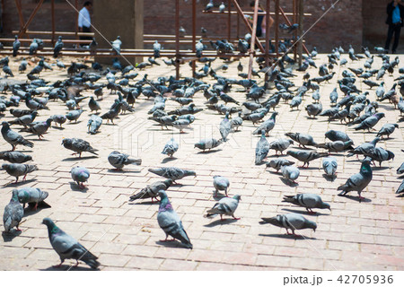 a flock of pigeon in Kathmandu town 42705936