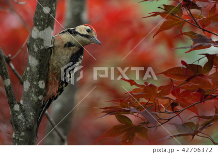 アカゲラの幼鳥 アカゲラの幼鳥 42706372