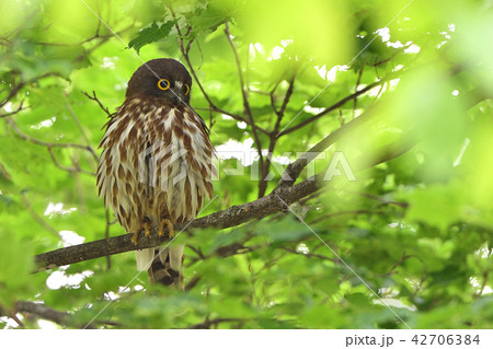 アオバズク 42706384