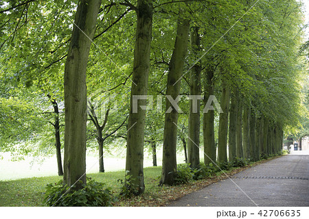 英国　イギリス　並木道　公園　自然　木 42706635