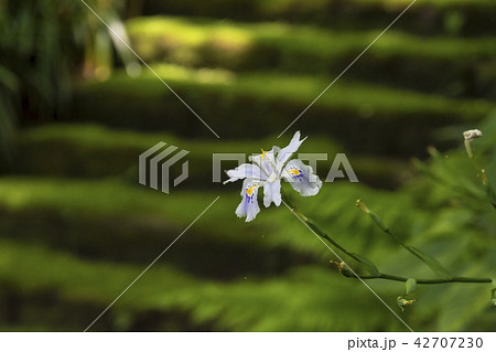 妙法寺の苔石段に咲くシャガの花(鎌倉市大町) 妙法寺の苔石段に咲くシャガの花(鎌倉市大町) 42707230